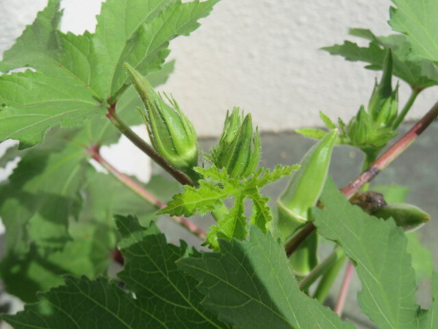 IMG_8410.JPG